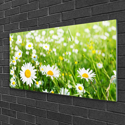 Glazen schilderij Daisy flower plant