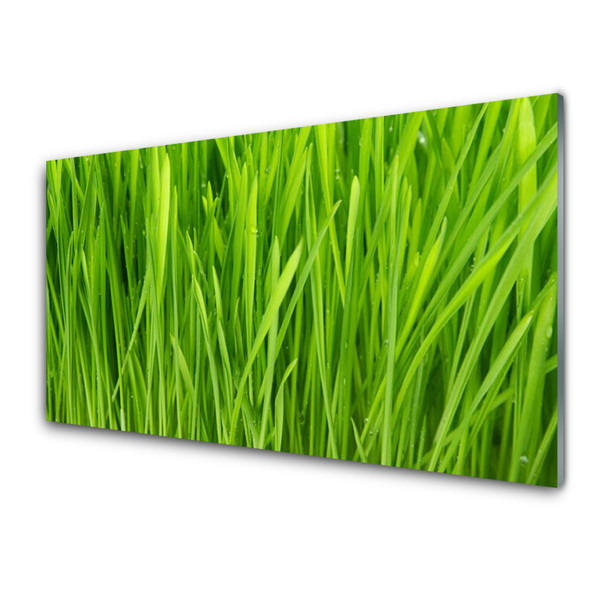 Glazen schilderij Grass nature plant