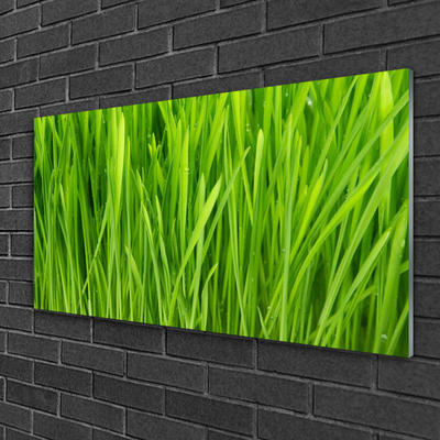 Glazen schilderij Grass nature plant