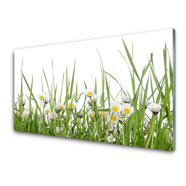 Glazen schilderij Grass daisies nature