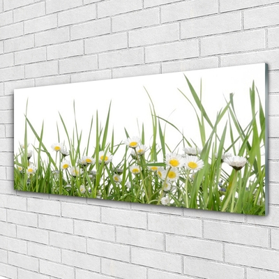 Glazen schilderij Grass daisies nature