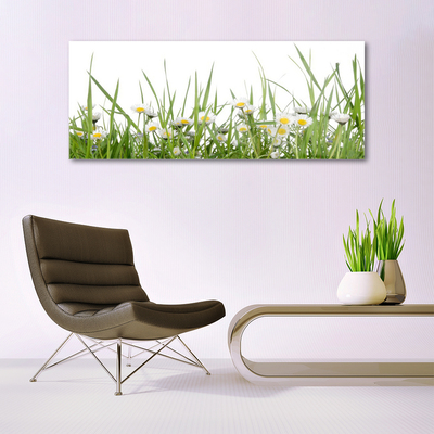 Glazen schilderij Grass daisies nature