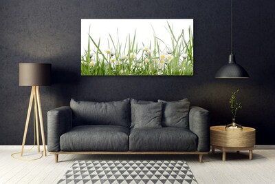 Glazen schilderij Grass daisies nature