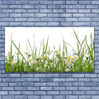 Glazen schilderij Grass daisies nature