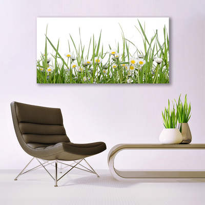 Glazen schilderij Grass daisies nature