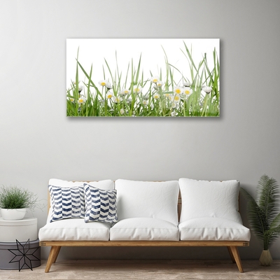 Glazen schilderij Grass daisies nature