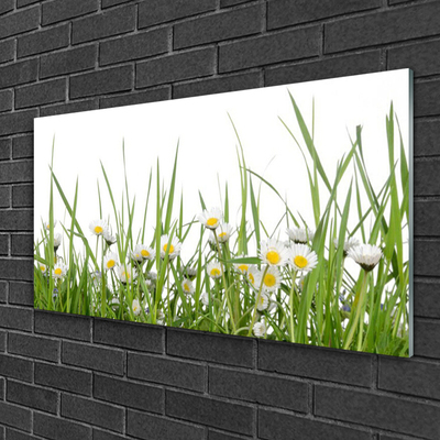 Glazen schilderij Grass daisies nature