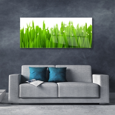 Glazen schilderij Grass nature plant