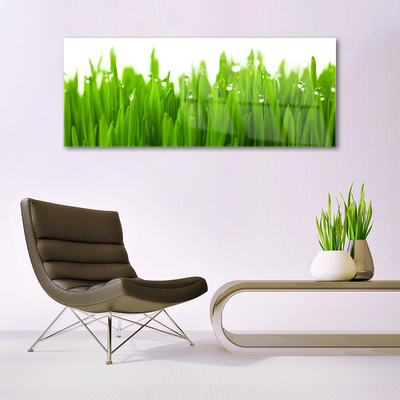 Glazen schilderij Grass nature plant