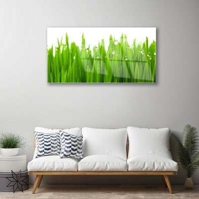 Glazen schilderij Grass nature plant