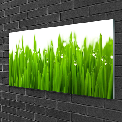 Glazen schilderij Grass nature plant