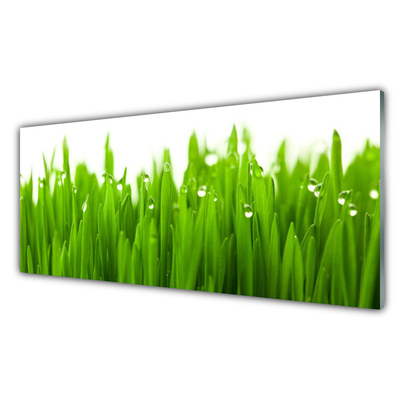 Glazen schilderij Grass nature plant