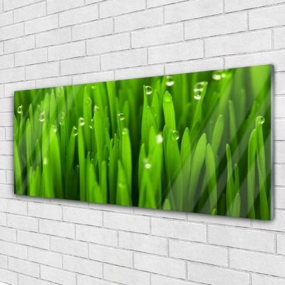 Glazen schilderij Grass nature plant