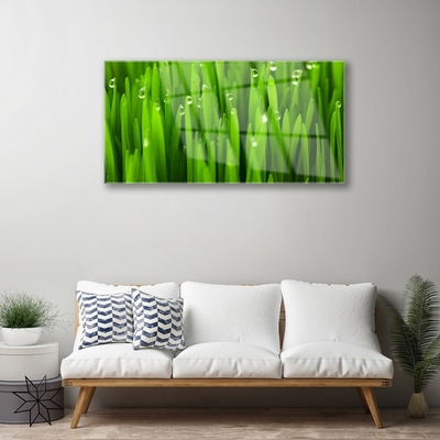 Glazen schilderij Grass nature plant