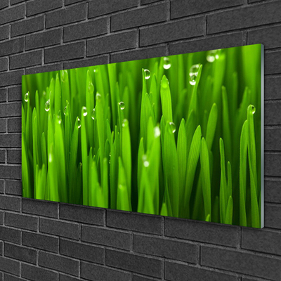 Glazen schilderij Grass nature plant