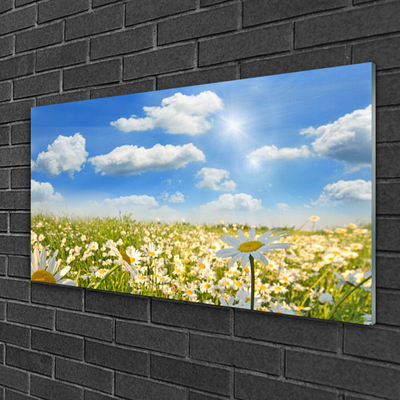 Foto in glas Daisy meadow nature