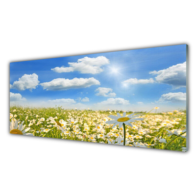 Foto in glas Daisy meadow nature