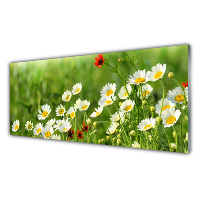 Foto in glas Daisy plant nature