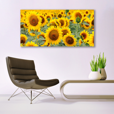 Foto in glas Plant zonnebloemen natuur