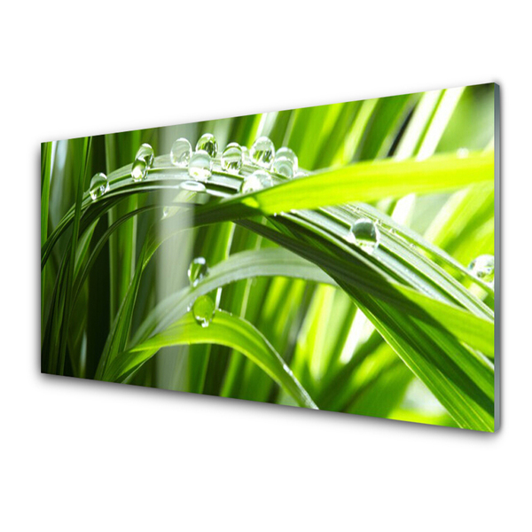 Foto in glas Plant gras dew drops