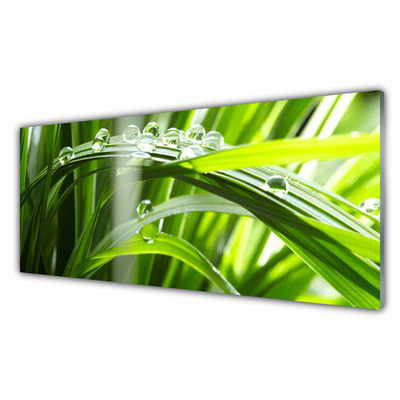 Foto in glas Plant gras dew drops
