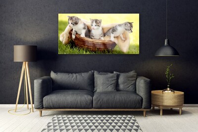 Foto in glas Katten dieren