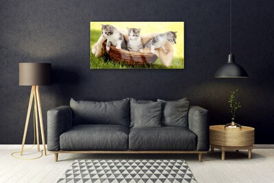 Foto in glas Katten dieren