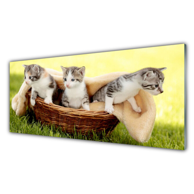 Foto in glas Katten dieren