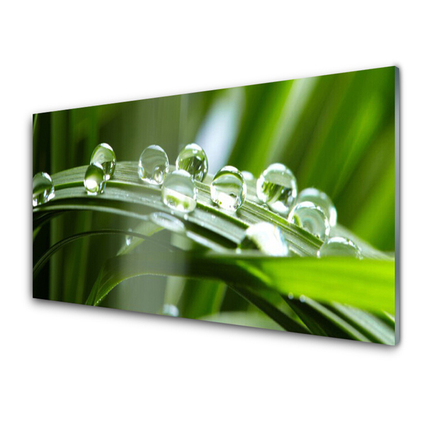 Foto in glas Plant gras dew drops