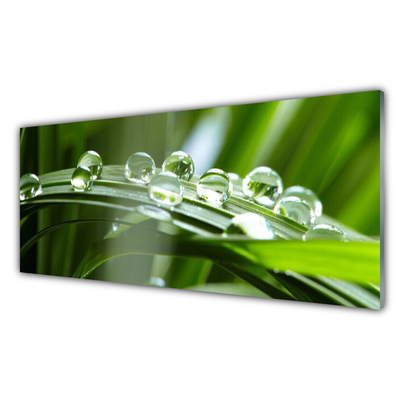 Foto in glas Plant gras dew drops