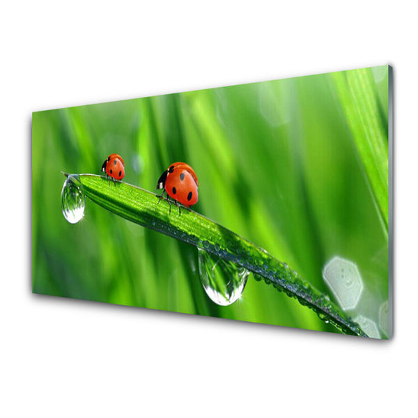 Foto in glas Ladybug grass drops