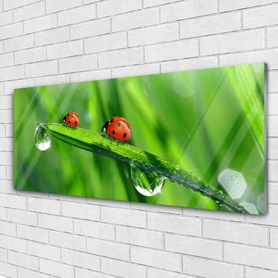 Foto in glas Ladybug grass drops