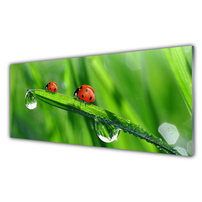 Foto in glas Ladybug grass drops