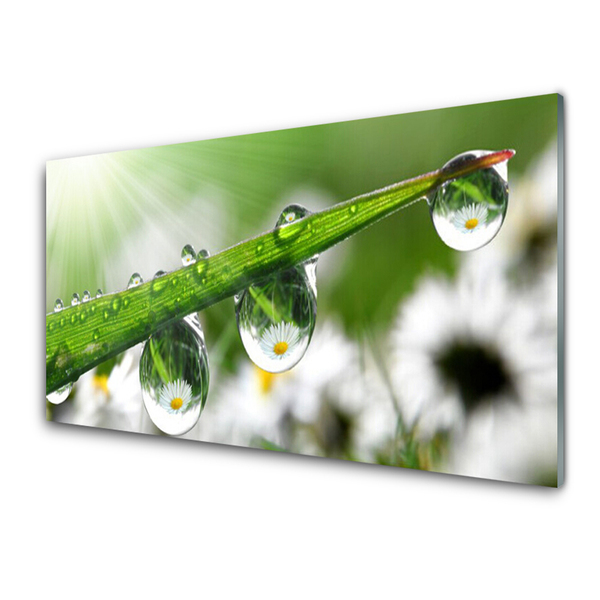 Foto in glas Grass nature dew drops