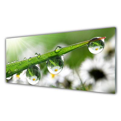 Foto in glas Grass nature dew drops