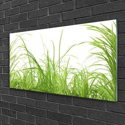 Foto in glas Grass nature plant