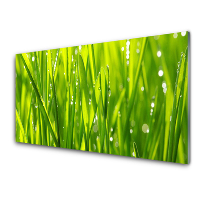 Glas foto Grass nature plant