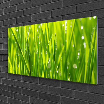 Glas foto Grass nature plant