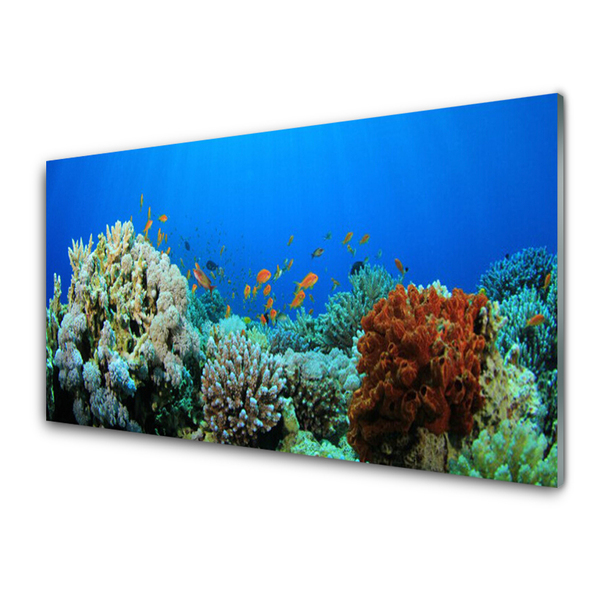 Glas foto Barrier reef nature
