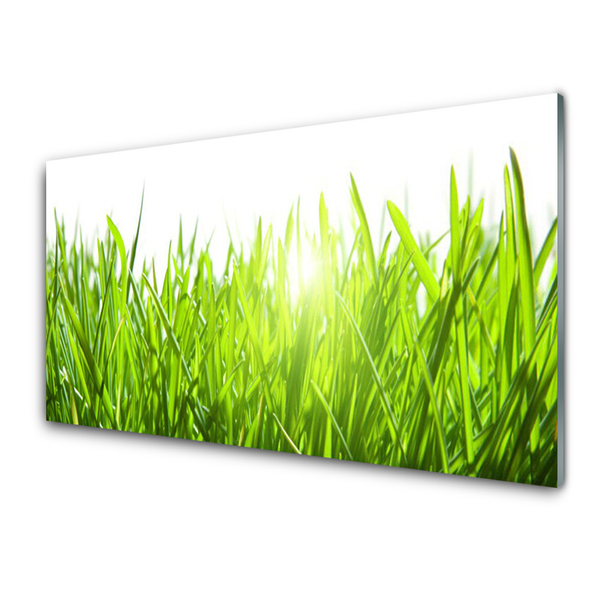 Glas foto Grass nature plant