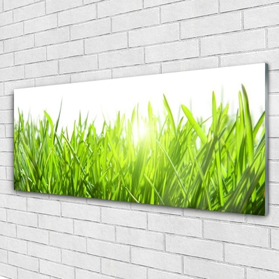 Glas foto Grass nature plant