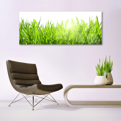 Glas foto Grass nature plant