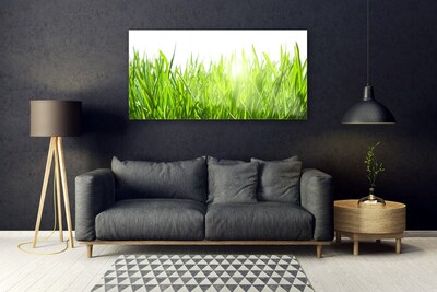 Glas foto Grass nature plant