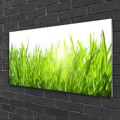 Glas foto Grass nature plant