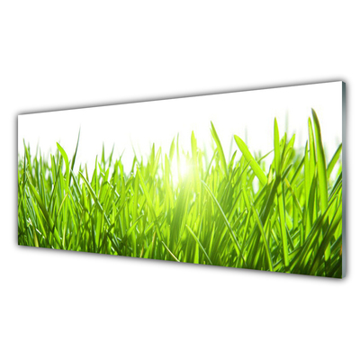 Glas foto Grass nature plant