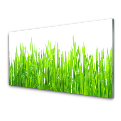 Glas foto Grass nature plant