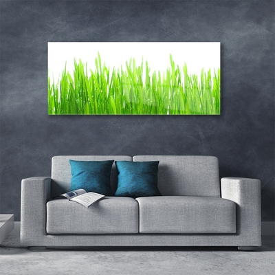 Glas foto Grass nature plant