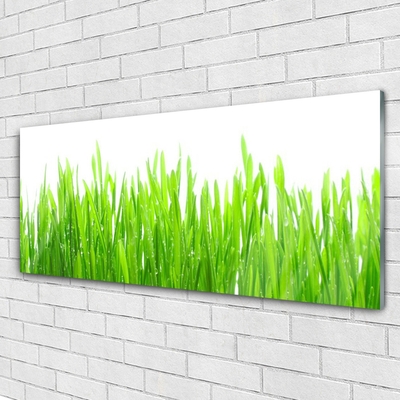 Glas foto Grass nature plant