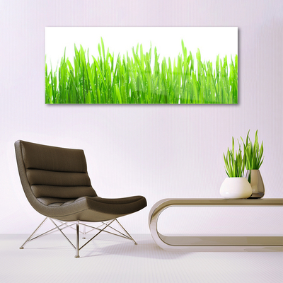 Glas foto Grass nature plant