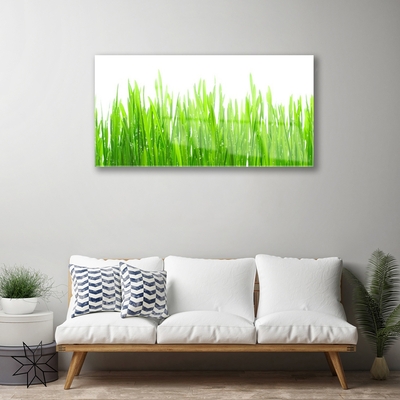 Glas foto Grass nature plant